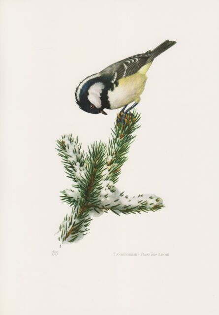 Tannenmeise Periparus ater Meise Farbdruck 1958 Ornithologie