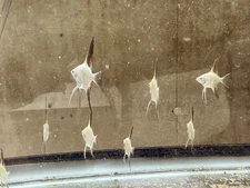 3+1 FREE! Tank Raised Bulgarian Seal Point Angelfish