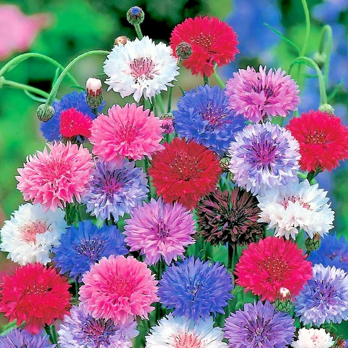 How to Grow Bachelor Buttons: 5 Tips for Growing Cornflowers - Growing In  The Garden