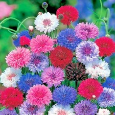 301 CORNFLOWER BACHELOR BUTTON Mixed Seeds Cut Dried Flowers Garden Container