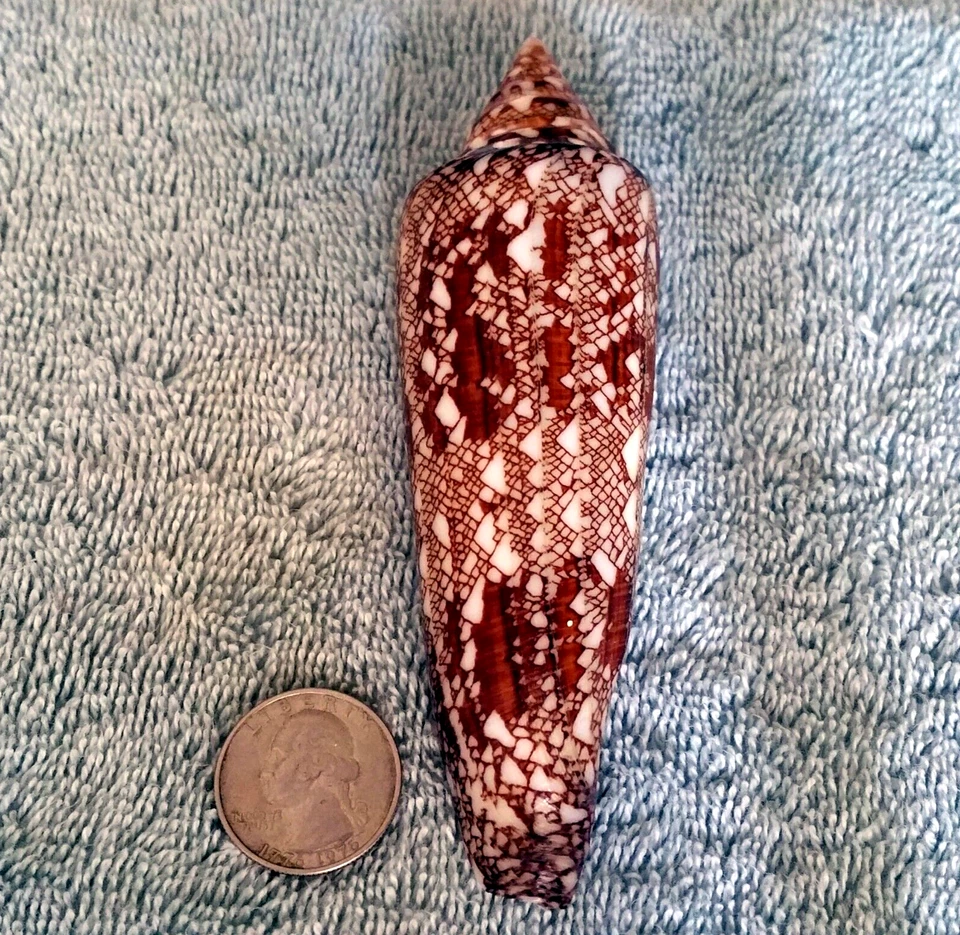 Conus Bengalensis #1 120.5mm ULTRA! GIANT RARE BEAUTY from Thailand - Image 4 of 4