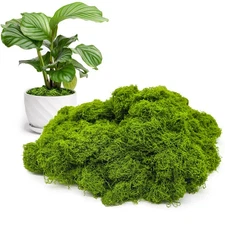 Aspamms Fake Green Moss for Potted Plants Indoor, 5.3oz Artificial Moss for