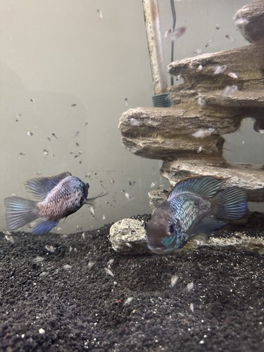 Photo inspiration: Picture Idea: 3 4 Inch Breeding Pair Electric Blue Acara Cichlids Live