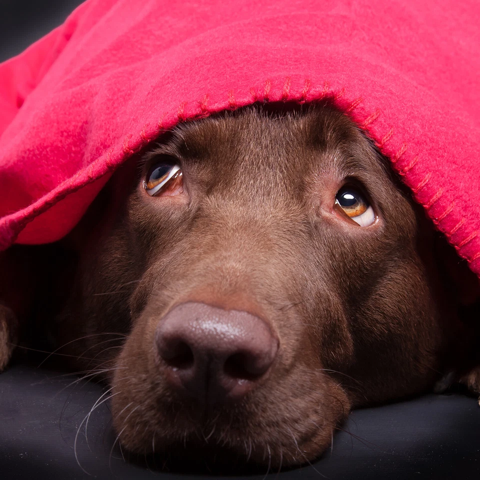 24 Pack of Polar Fleece Throw Blankets - 50 x 60 Assorted Colors Soft & Cozy - Image 4 of 4