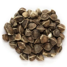 Moringa Seeds 1 lb - Wingless (Approx. 8,000 Seeds) | Moringa oleifera Semillas
