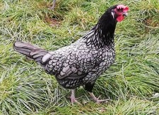 10  Stück Bruteier von Andalusier Hühnern!