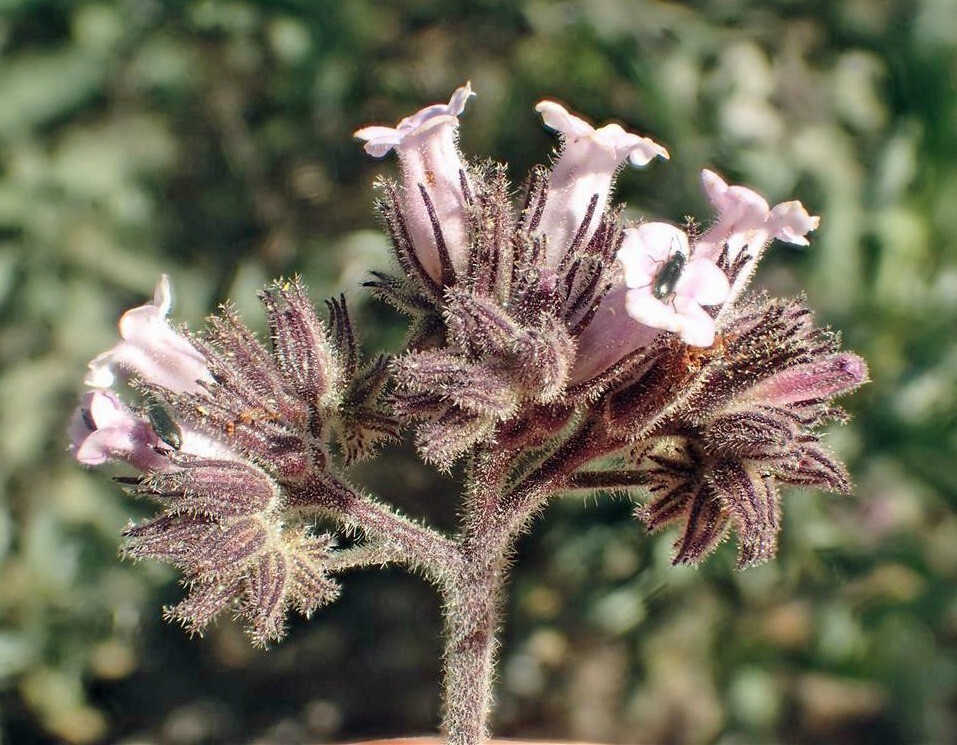 Eriodictyon traskiae | Trask's Yerba Santa | 10 Seeds