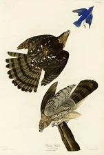 No.36 Stanley Hawk Eagle Audubon Print Repro Havell Edition Double Elephant Foli