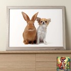 Dog And Rabbit Meow Photo / Poster Up To 36"