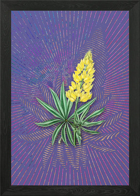 Gelbe Lupine Blume Kunst Gerahmtes Wandbild Poster Leinwanddruck Bild