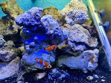 10kg Lebendgestein Meerwasser Riffgestein aus laufender Anlage Top Qualität