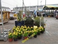 Photo 6x4 Dwarf Daffodils Hyde/SJ9494 Amongst the flowers for sale on Hy c2012