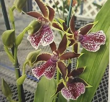 Orchid Plant pot gptmArlene Amour  1 rooted bulb