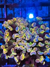 CE- WYSIWYG Ultra Rainbow Hologram Hammer Euphyllia Frag Coral LPS SPS #R2OA9