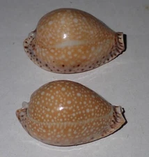 40 mm 2 Pcs Cypraea Lamarckii Seashell #AZ1 Phi-Phi Island Phuket Thailand