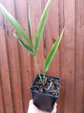 Galangal (Alpinia galanga) Garden Herb Perennial Plants in 1L Pot