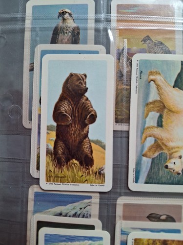 North American Wildlife In Danger. Red Rose Brookebond Canadian Issue 47/48 - Picture 2 of 15