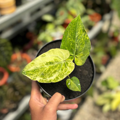 ANTHURIUM PAPILLILAMINUM HYBRID AUREA VARIEGATED (REAL PICTURE) RARE PLANT