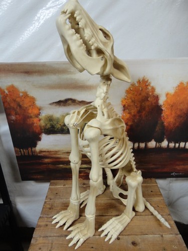 Animated Howling Wolf Skeleton Lit red eyes Prop 31"tall-Sounds-moving jaw-VGC - Picture 8 of 9