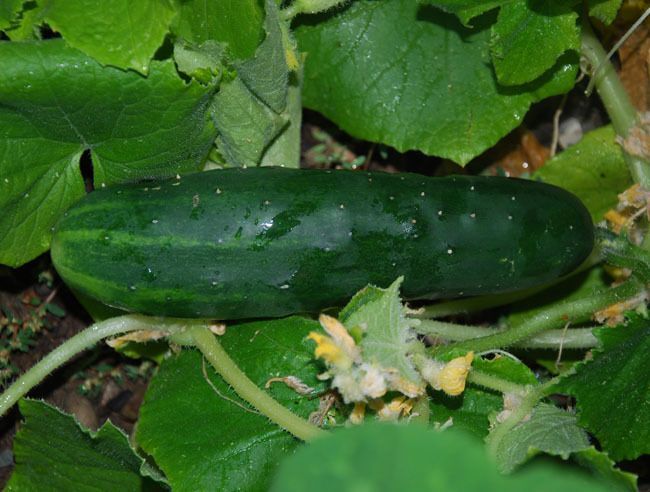 Long Green Improved Cucumber Seeds 50+ Vegetable Garden NON-GMO USA FREE S&H