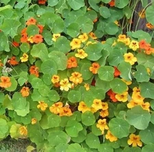 Tall Trailing Mix Nasturtium for Planting - Attractive Mixed Color Blooming Vine