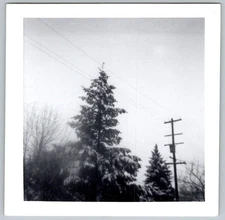 Vtg Snapshot Evergreen Trees By Utility Pole 1960s