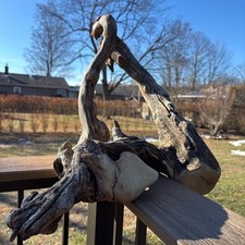 Large Hardwood Driftwood 27x9x17 Intricate Natural Wood with Large Opening