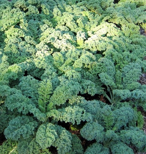 500 Samen Grünkohl Halbhoher grüner Krauser Kohl Krauskohl Kale Federkohl - Bild 2 von 3