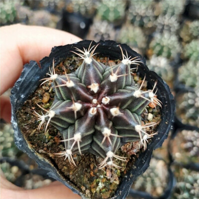 Gymnocalycium mihanovichii subsp.Friedrichii Cactus Plants Garden Decoration 4cm