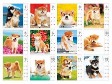 Popular Japanese dogs Shiba Inu 2022 desktop calendar from Japan 7065  