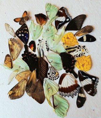  Echte Schmetterlingsflügel ideal für Schmuck (A-/A2) Entomologie *Info lesen*