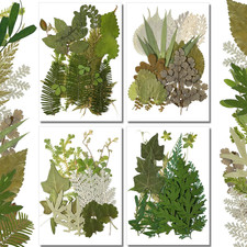 84 Pieces Dried Pressed Leaves Flowers for Resin Mini Dried Flowers for Crafts G