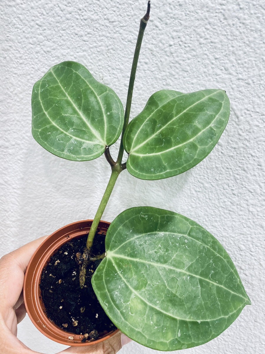 観葉ホヤ　珍種　Hoya sulawesi GPS 8867 サクララン 大苗 夏セール 珍種ホヤ Hoya sulawesi GPS 8867 サクララン - メルカリ