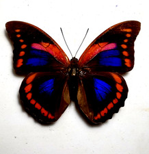 Prepona for collectors | Prepona werneri, brooksiana females