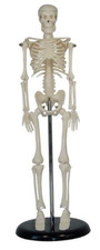 Skeleton Model with Support Stand, 17 in. 43 cm 