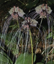 Black Bat Flower - Tacca chantrieri - 10 seeds