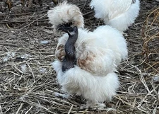 8+ Showgirl Silkie Eggs! Designer Colors!  SHIPS FAST-RARE BREED!