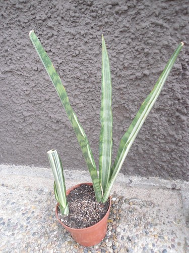 Sansevieria trifasciata Bantels Sensation Mutation (Mutterpflanze mit Ausläufer) - Bild 3 von 12