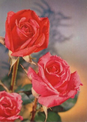FLOWERS Vintage Ansichtskarte Postkarte CPSM #PAR971.D