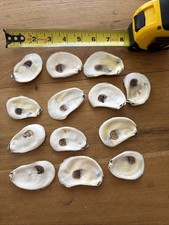 FLAT farmed Oyster Shells for Crafts or decor bakers dozen 3  shells Bleached