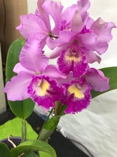 (279-1) Pot.Hsinying Pink Doll Hsinying    AM/AOS    FS Fragrant