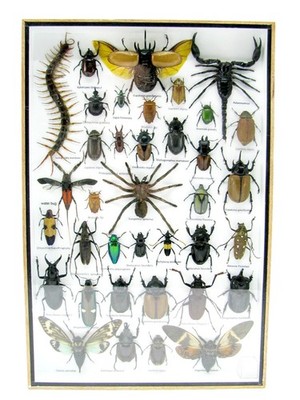 Unique Piece - Real 3D Prepared Insects, Museum Quality Showcase Mural a-xl-14
