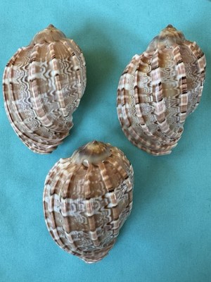 3x große Harpa major, 95mm-96mm lang - schönes Muster