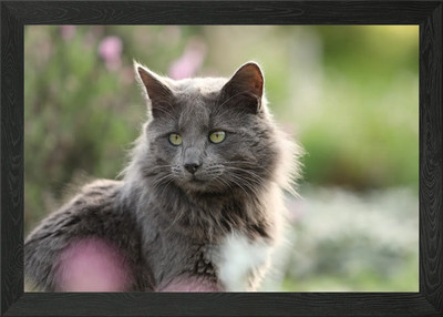 Cat Cats Feline Kitty Framed Wall Art Poster Canvas Print Picture