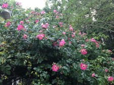 Beautiful WILD PINK ROSE BUSH 10 SEEDS USA Home grown