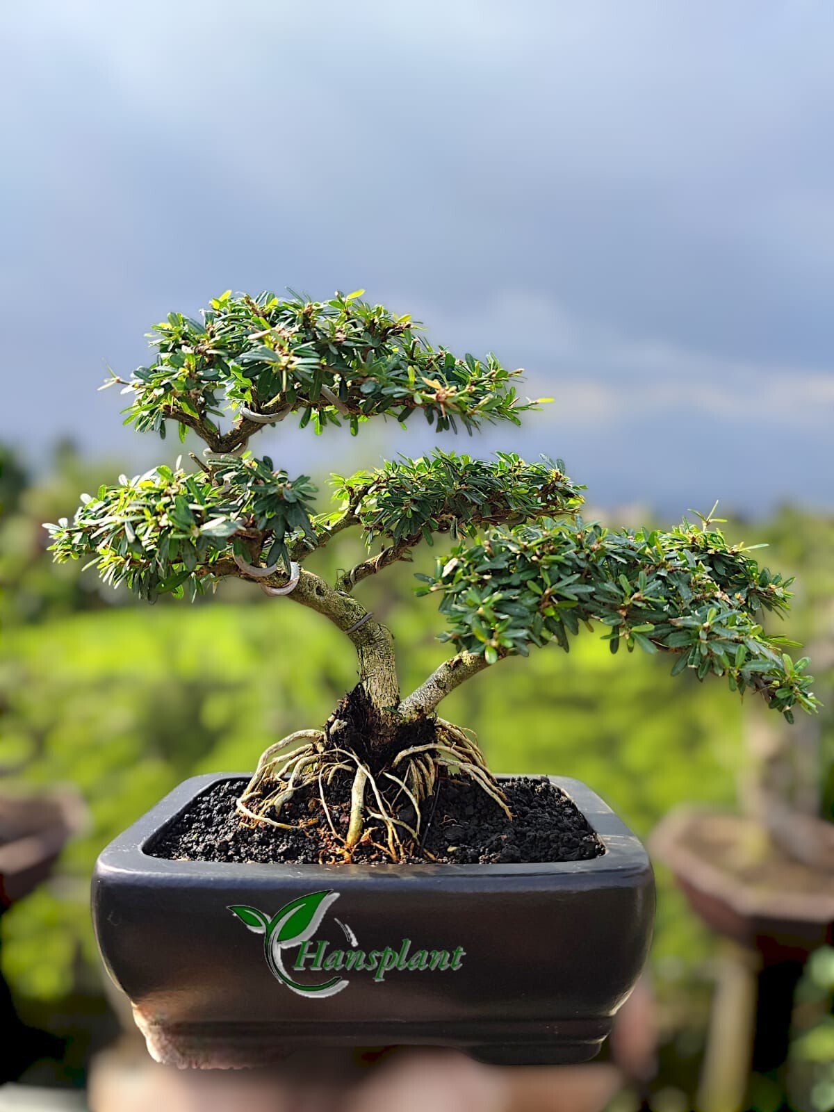 Actual plant Bonsai Desmodium bonsai tree