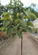 Kugel - Linde 'Tilia Henryana Hochstamm 125 - 150 cm