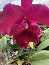 Orchid Plant Cattleya 2 stem bare root new variety my pick