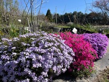 Live Creeping Phlox Sublata Plant, Healthy Starter, Colorful Groundcover