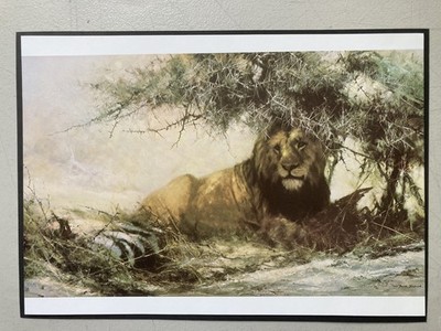AFRIKANISCHER LÖWE WILDTIER DRUCK: ''AFRIKANISCHE SIESTA'' VON DAVID SHEPHERD